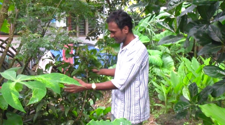 driver cultivate grapes organic farming in ernakulam auto driver farmer agriculture news