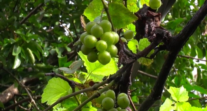 driver cultivate grapes organic farming in ernakulam auto driver farmer agriculture news