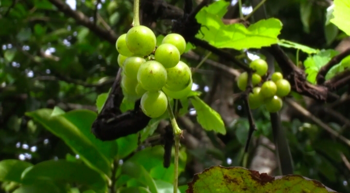 driver cultivate grapes organic farming in ernakulam auto driver farmer agriculture news