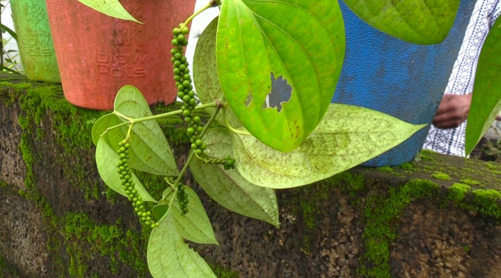 driver cultivate grapes organic farming in ernakulam auto driver farmer agriculture news