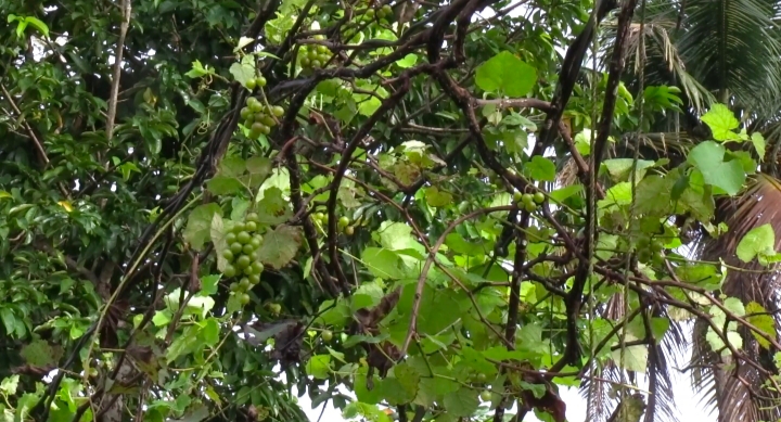 driver cultivate grapes organic farming in ernakulam auto driver farmer agriculture news