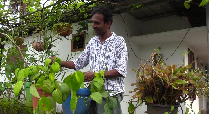 driver cultivate grapes organic farming in ernakulam auto driver farmer agriculture news