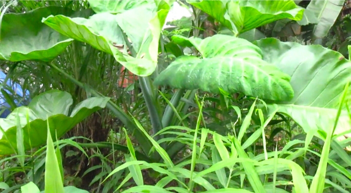 driver cultivate grapes organic farming in ernakulam auto driver farmer agriculture news