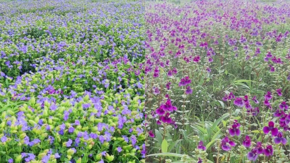 कास पठारावरील फुलोत्सवाला जाताय? मग ही बातमी आवश्य वाचा, अन्यथा फसगत होईल!