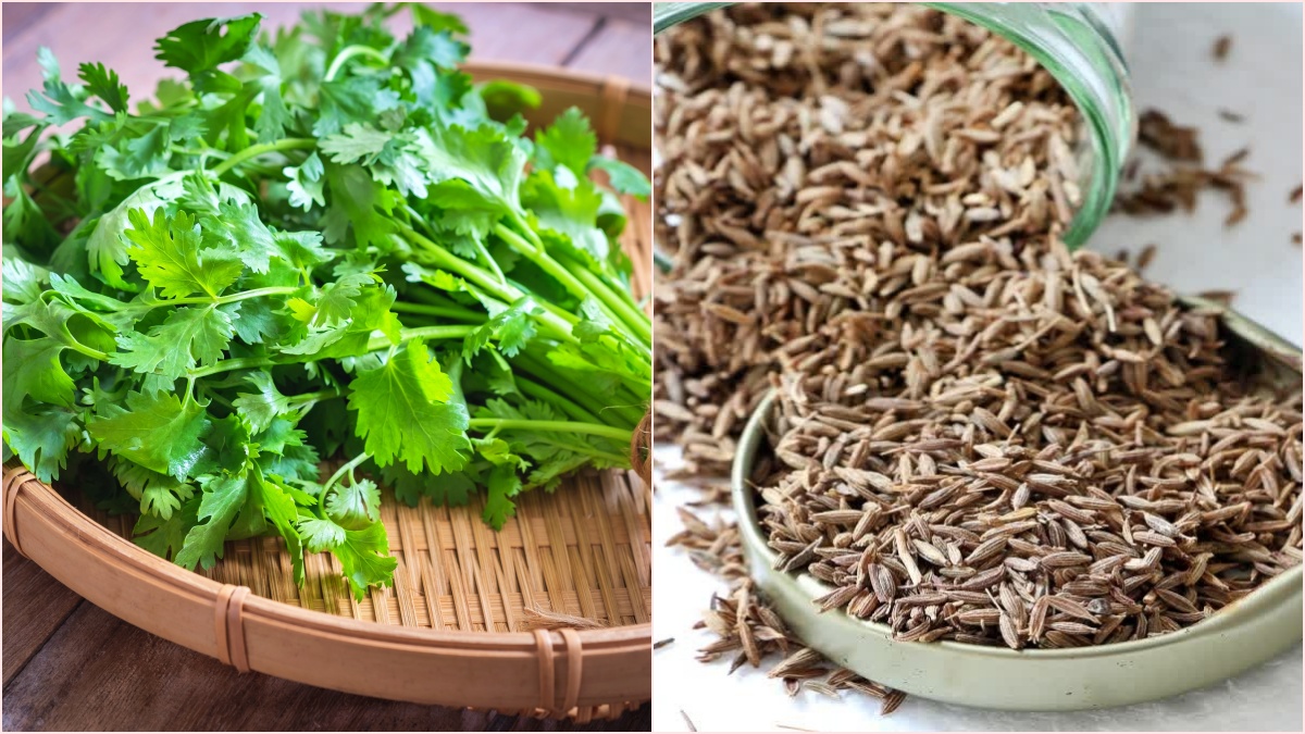 Coriander