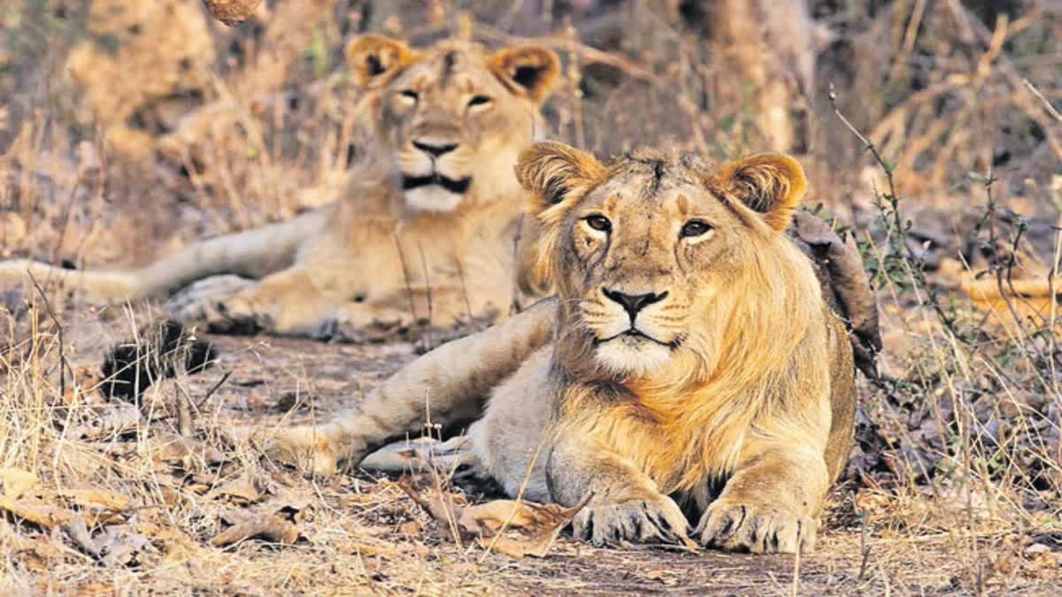 Hyderabad Zoo nehru zoological park
