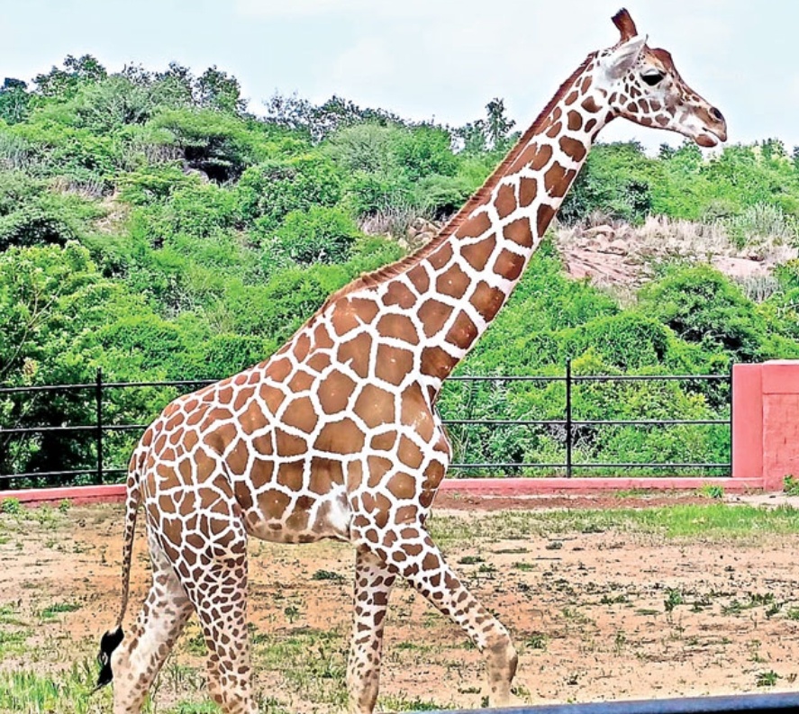 Hyderabad Zoo nehru zoological park