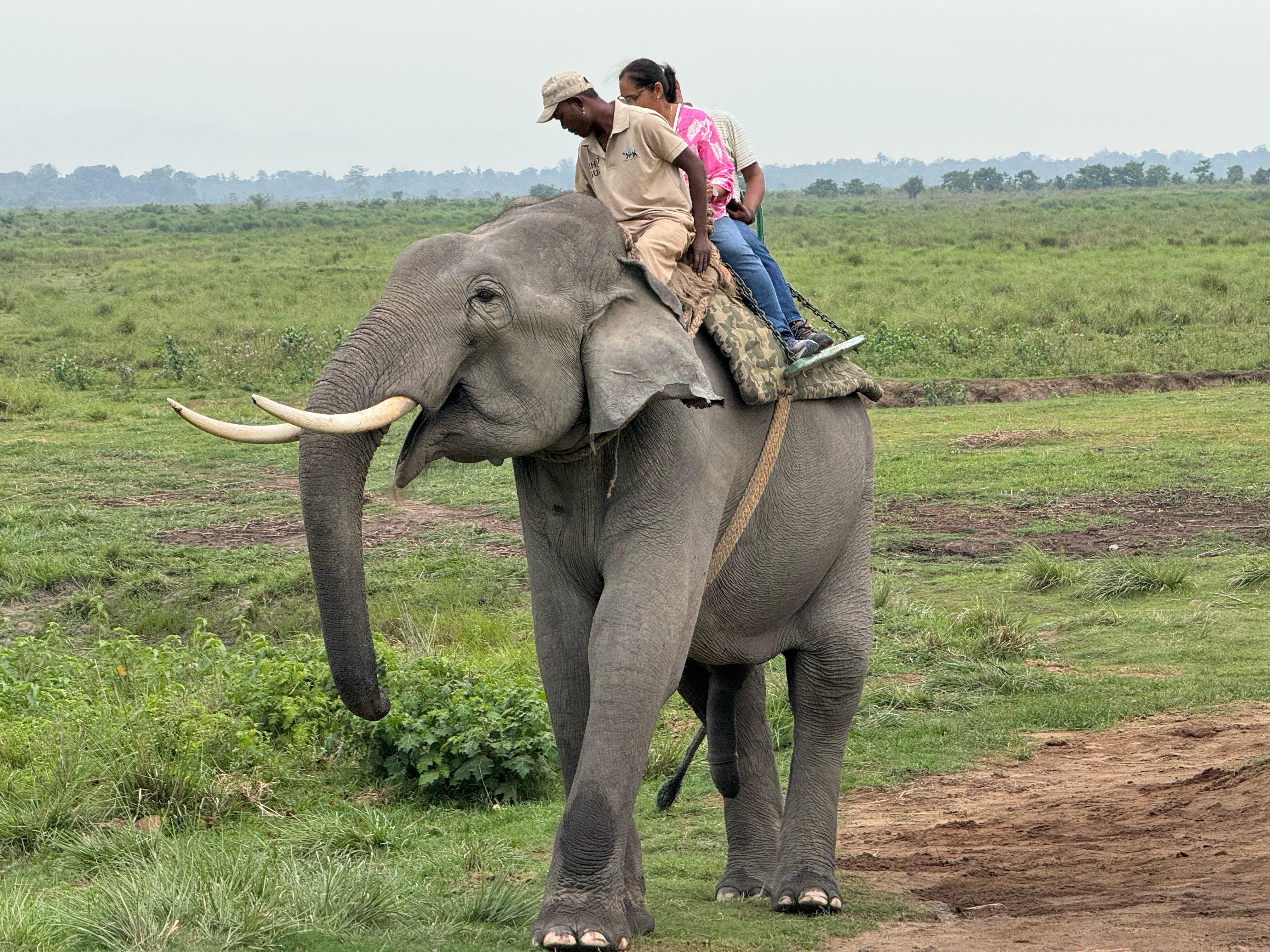 58 forest workers have died while on duty from 1968 to 2024 in Kaziranga National Park
