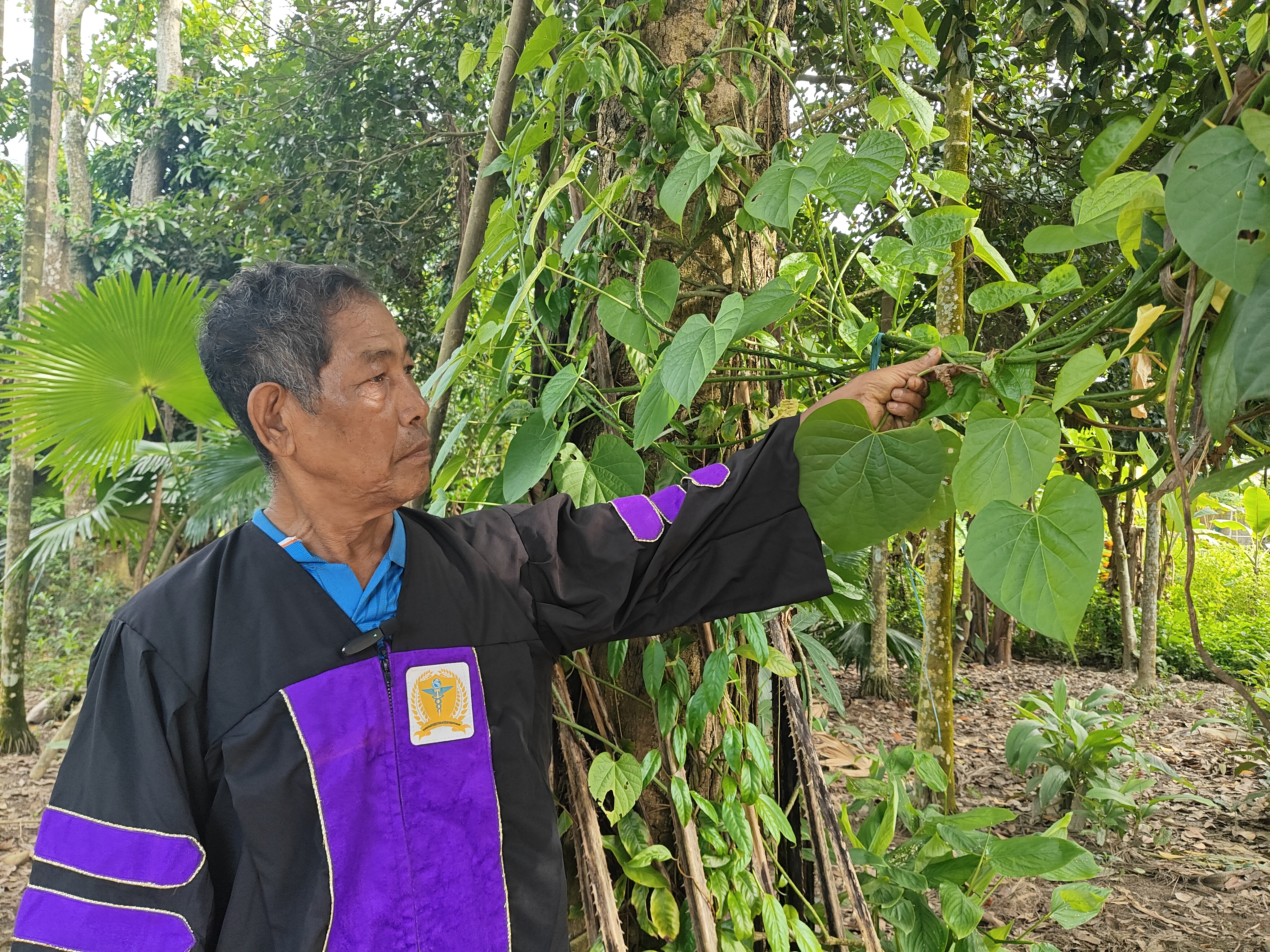 herbal medicine treatment service provided by Motura Pegu of jonai