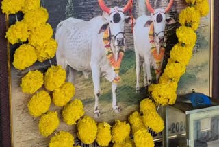RATLAM FARMER POST DEATH RITUALS  BULLS FUNERAL RITUALS M P  BULLS DEATH CEREMONY  DINESH PATIDAR BULLS TRIBUTE