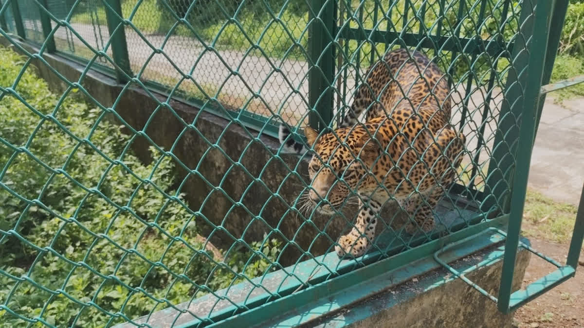 Manikdoh Leopard Rescue Centre