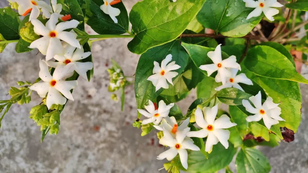 শেৱালী ফুলৰ সুবাসেৰে ভৰি পৰিছে ধৰা, অপূৰ্ব গোন্ধৰ অধিকাৰী এই ফুলৰো আছে অনেক উপকাৰিতা