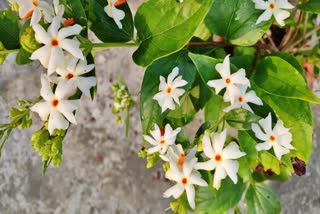 শেৱালী ফুলৰ সুবাসেৰে ভৰি পৰিছে ধৰা, অপূৰ্ব গোন্ধৰ অধিকাৰী এই ফুলৰো আছে অনেক উপকাৰিতা