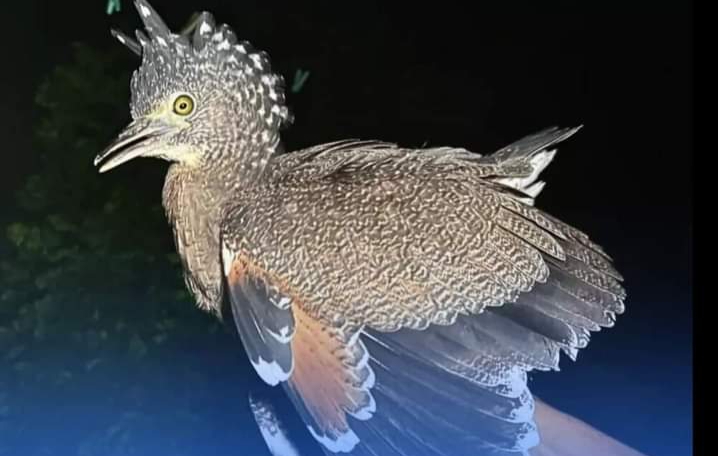 A bird species at Jatinga, Haflong