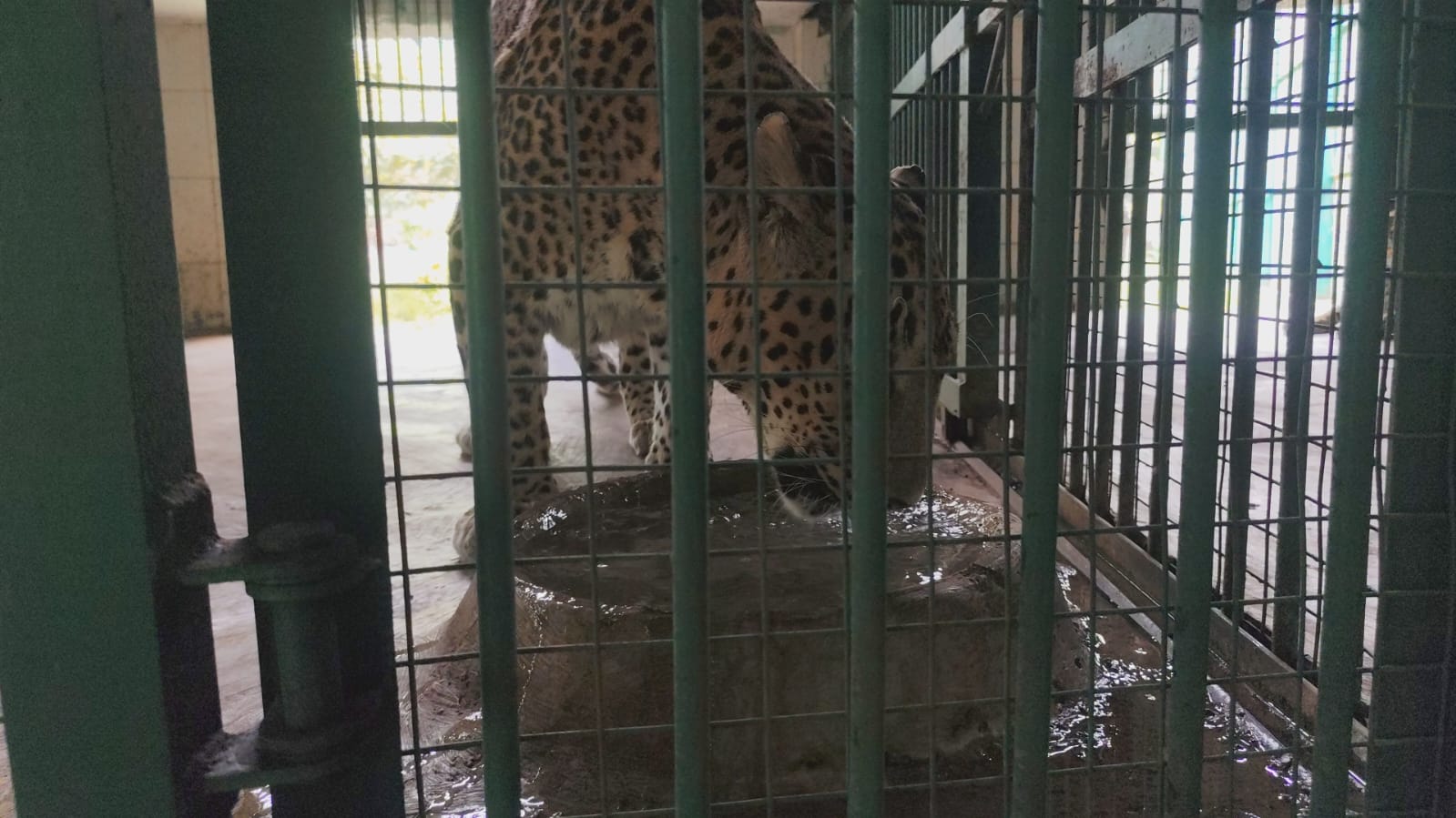 Manikdoh Leopard Rescue Centre