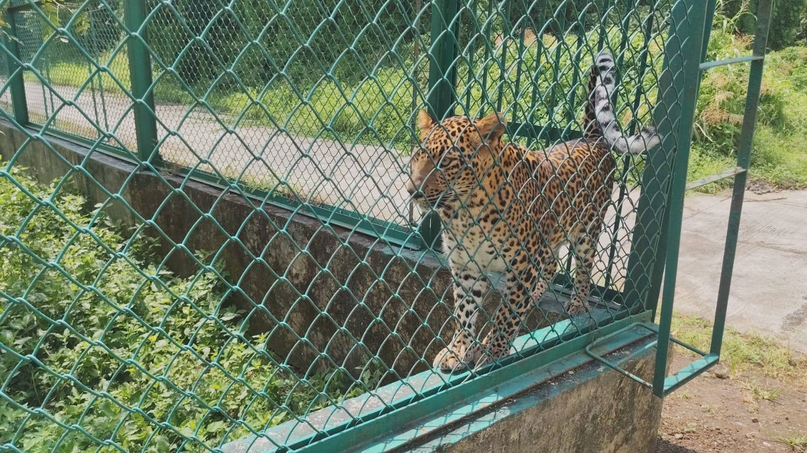 Manikdoh Leopard Rescue Centre