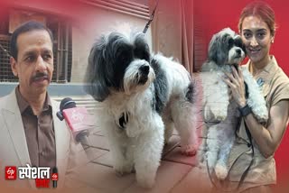 Rare surgery performed in Pune to remove two cancerous tumors from a dog's bladder