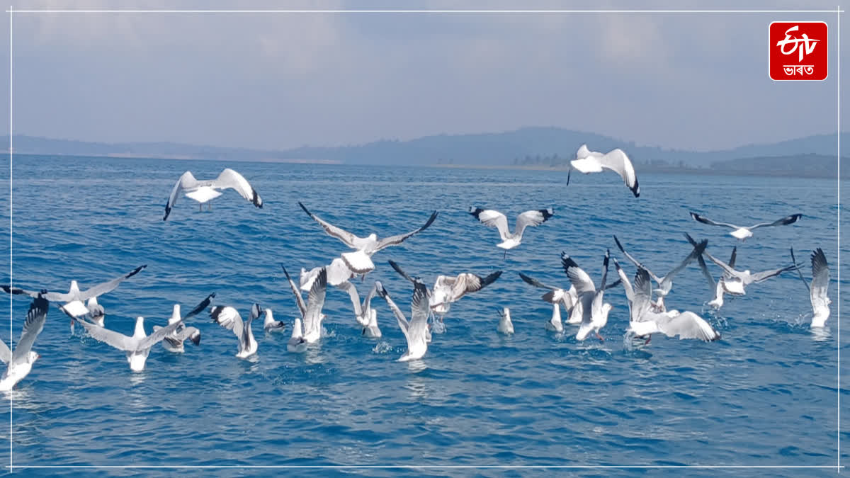 Umrangso is lively with the clamor of Ruddy Shelducks and Seagulls Birds