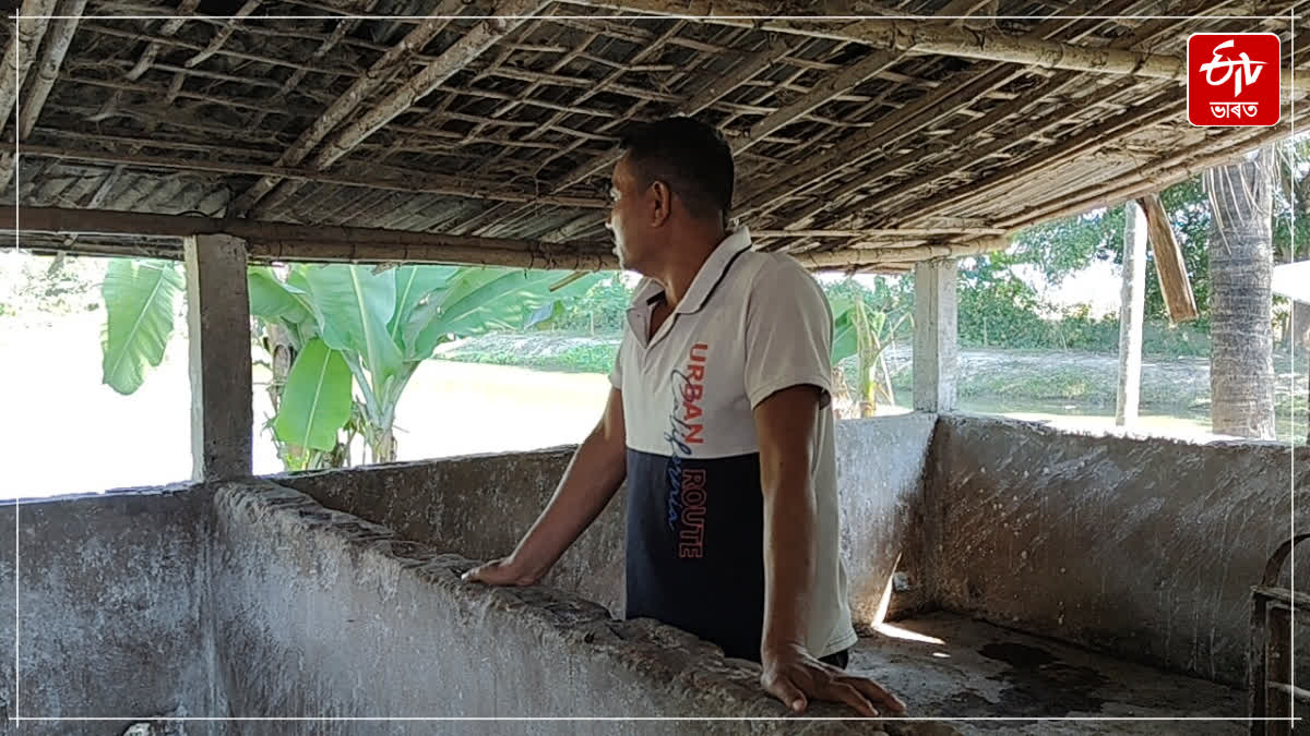 Thousands of pigs have died due to African Swine Fever in Tinisukia