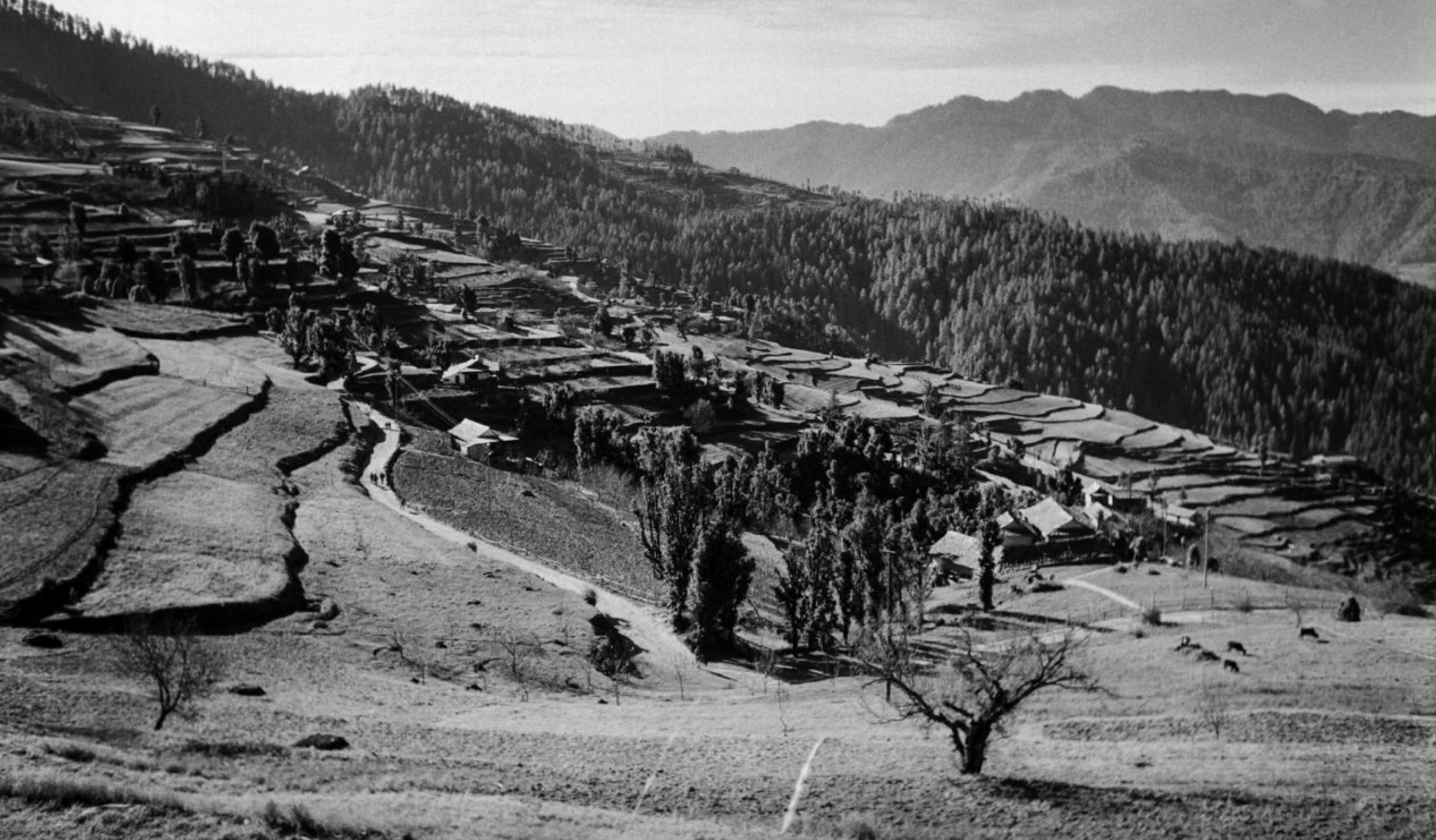 1916 में सत्यानंद स्टोक्स ने थानेधार पंचायत में पहला सेब का पौधा लगाया था