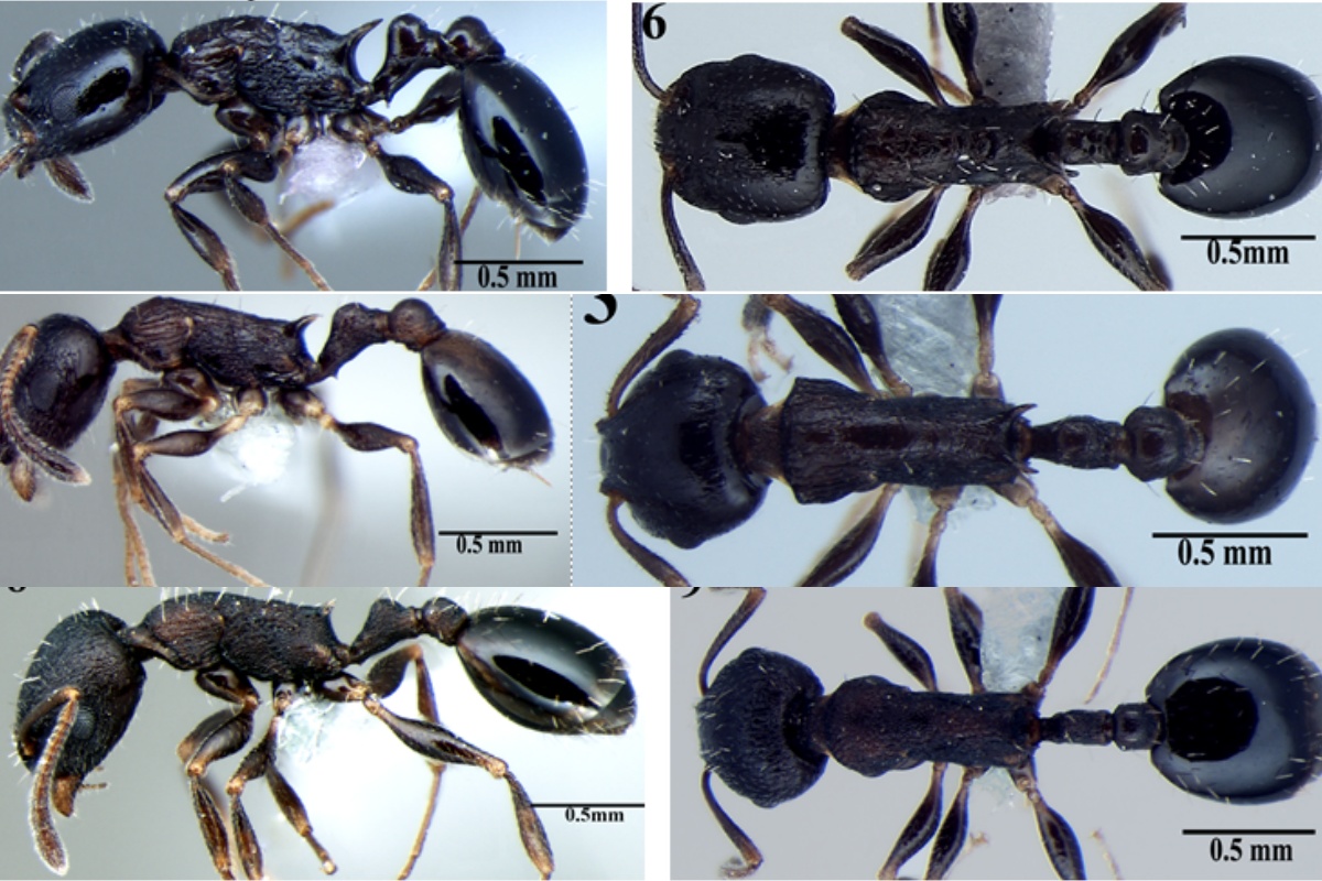 3 new species of rock ants discovered