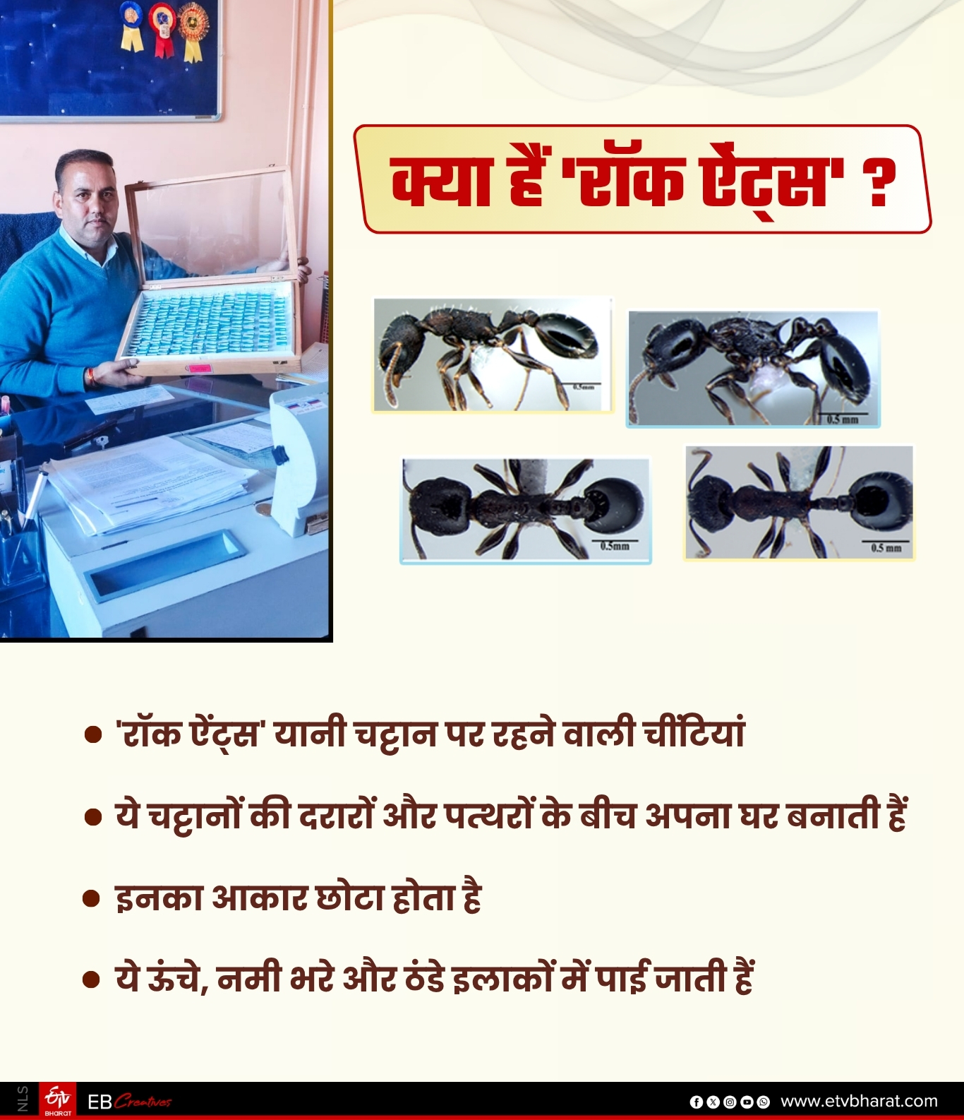 3 new species of rock ants discovered