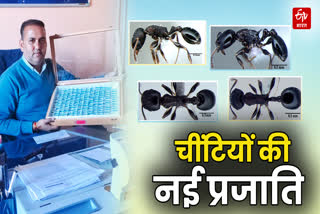 3 new species of rock ants discovered