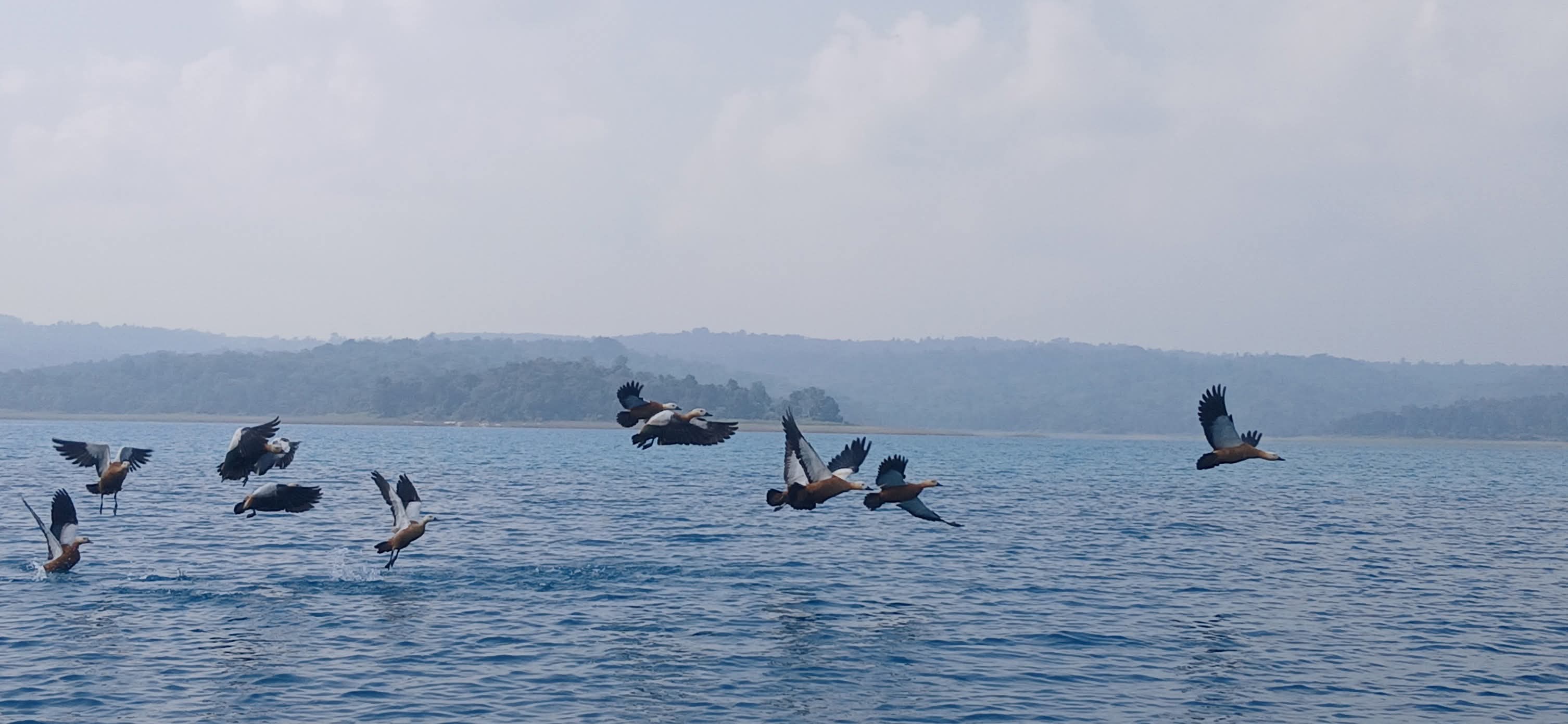 Umrangso is lively with the clamor of Ruddy Shelducks and Seagulls Birds