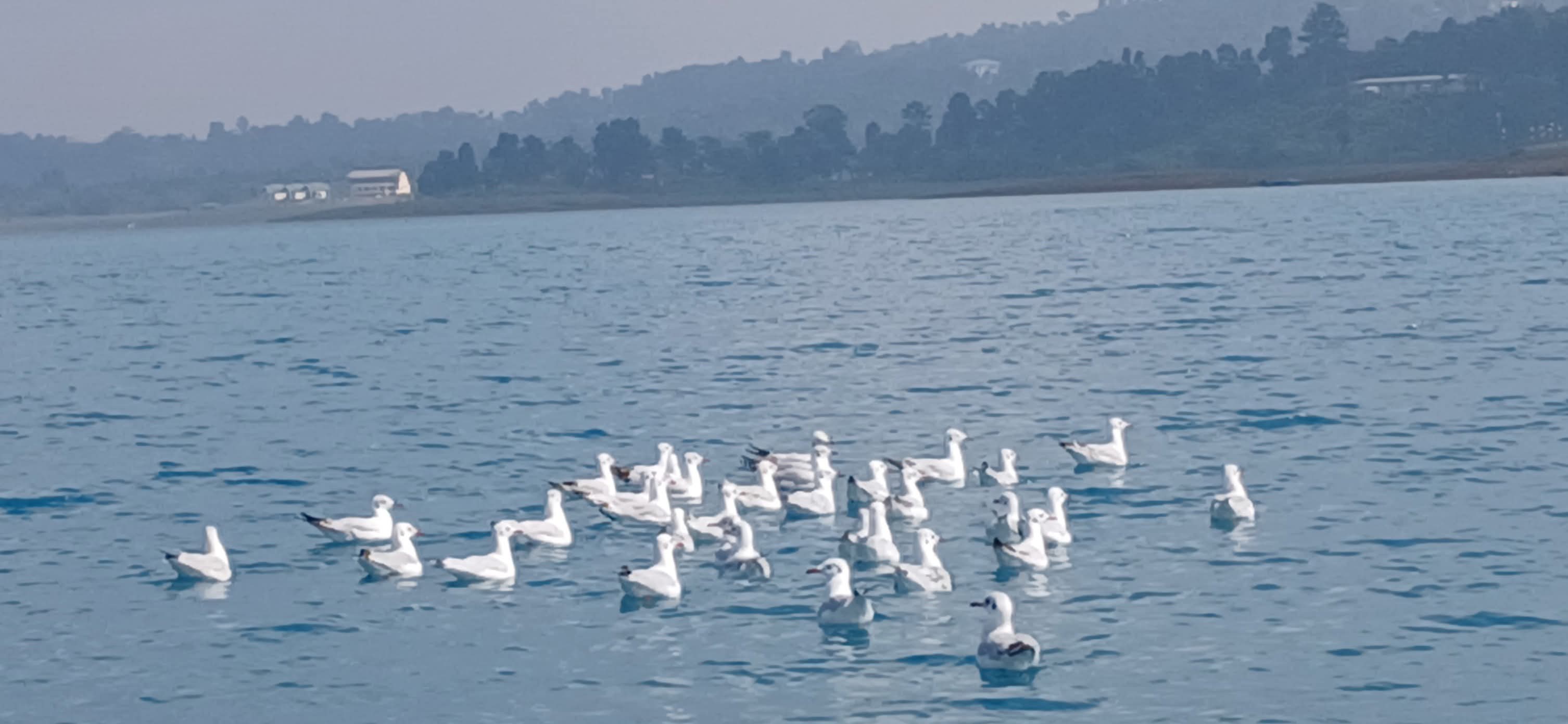 Umrangso is lively with the clamor of Ruddy Shelducks and Seagulls Birds