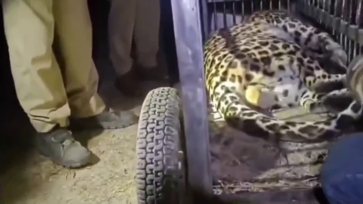 leopard trapped in cage Lohaghat