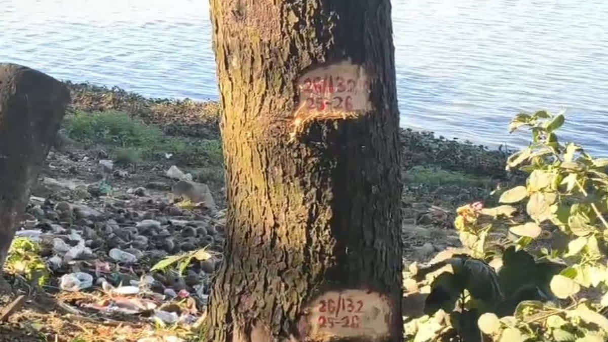 trees around Deepor Beel have been marked for cutting for a proposed elevated corridor