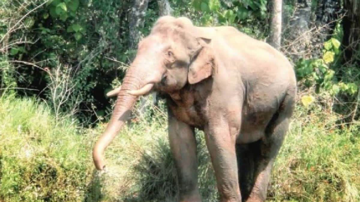 Woman Killed By Elephant In Chhattisgarh; Son, Villager Injured