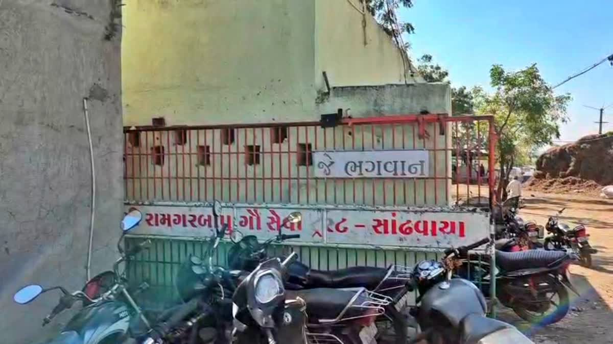 several cows die due to food poisoning at gaushala in Rajkot Gujarat
