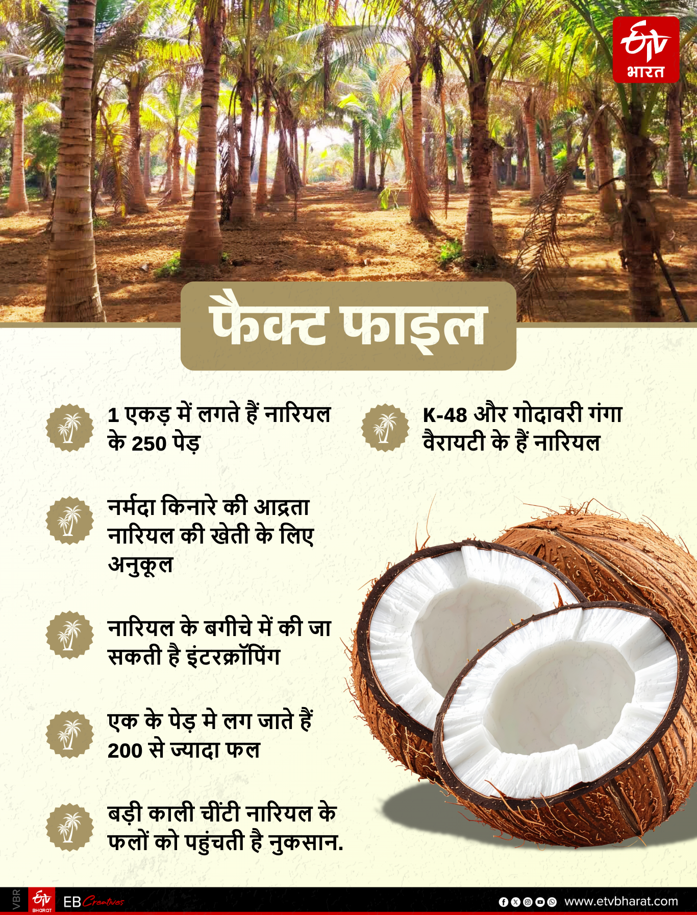 jabalpur coconut farming