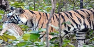 SIDHI TIGRESS HUNTS CHITAL