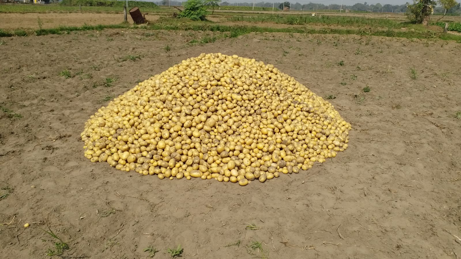 Potato Farmers Facing Crisis