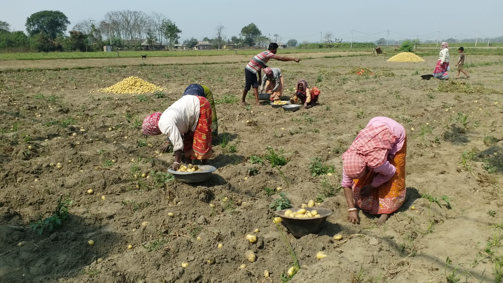 Potato Farmers Facing Crisis