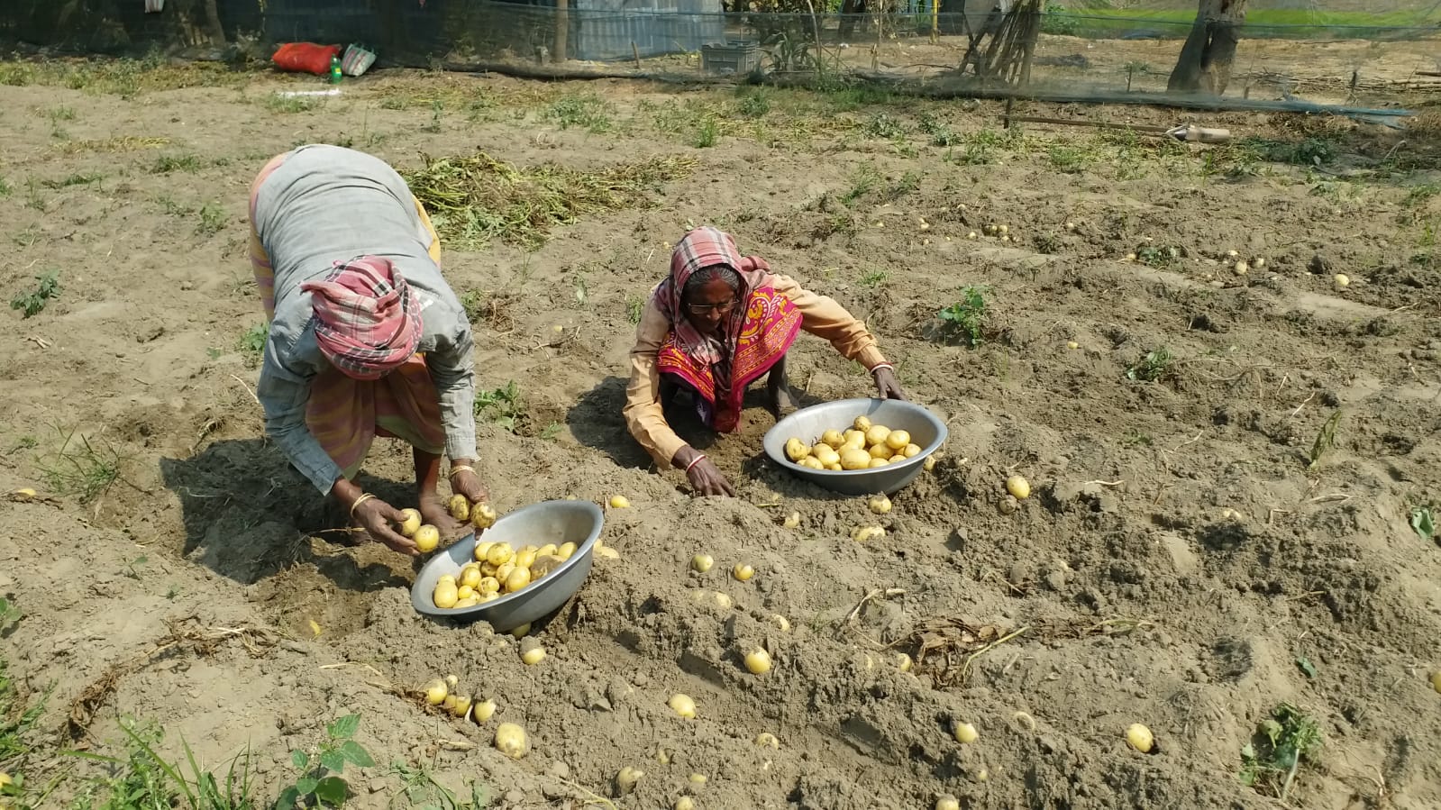 Potato Farmers Facing Crisis