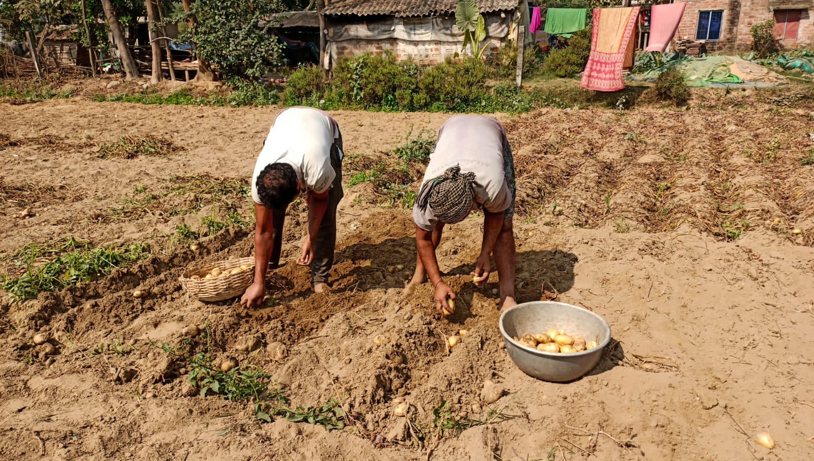 Potato Farmers Facing Crisis