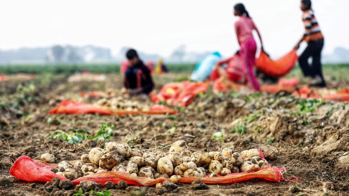 Explained: What Ails Farmer Producer Organisations In India? Explained What Ails Farmer Producer Organisations In India