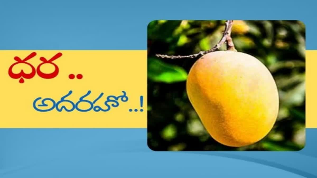High Price For Cover Wrapped Mangoes in NTR District