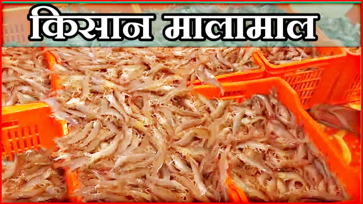 सिरसा में झींगा मछली पालन को बढा़वा