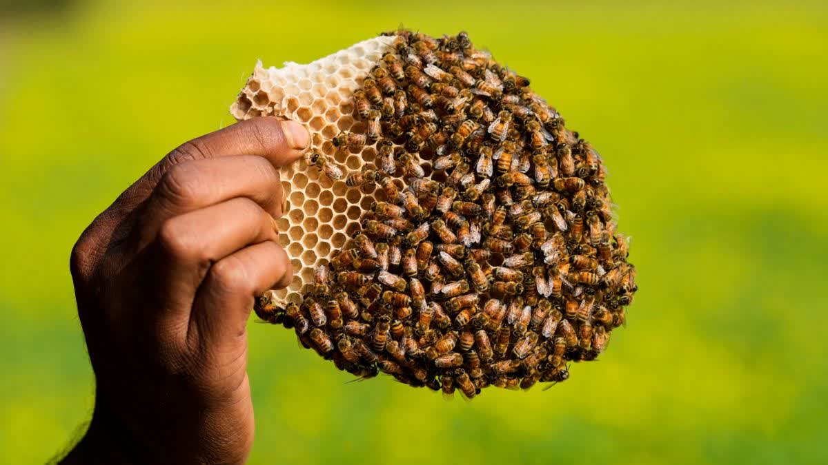 Migratory Beekeepers