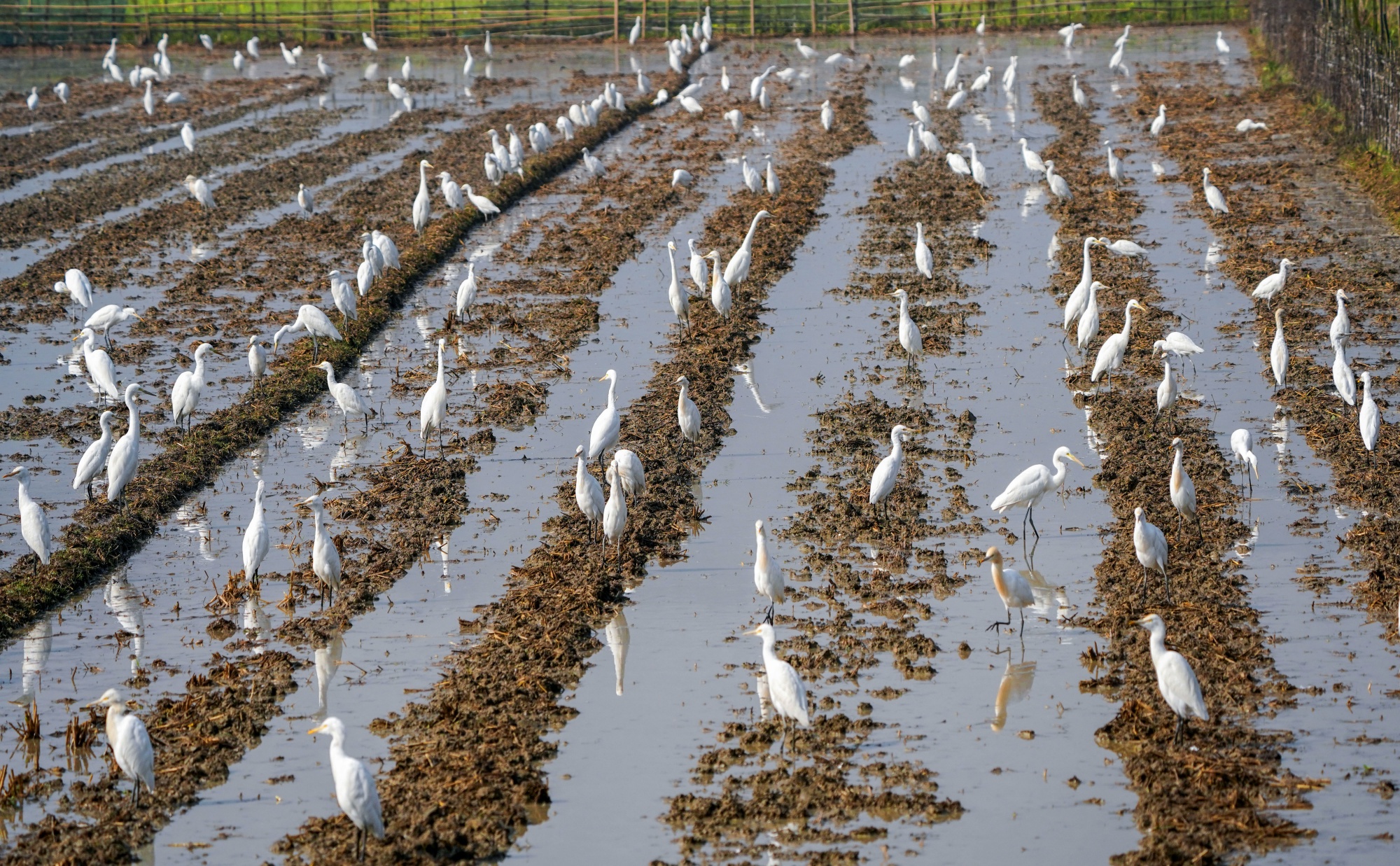 Explained What Ails Farmer Producer Organisations In India
