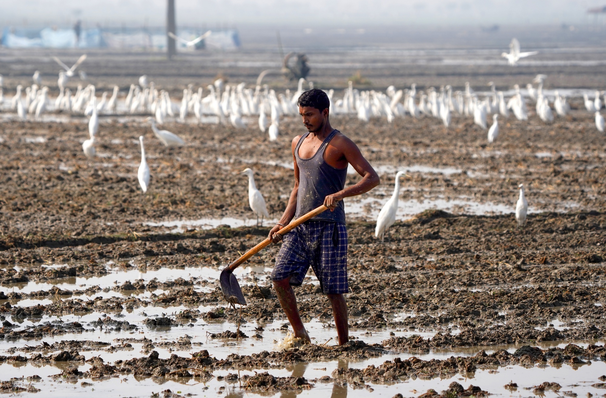 Explained What Ails Farmer Producer Organisations In India