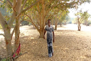 விவசாயி நாறும்பூ