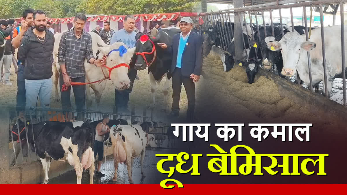 Haryana Karnal cow became Asia number one cow by giving 87 liters of milk in 24 hours