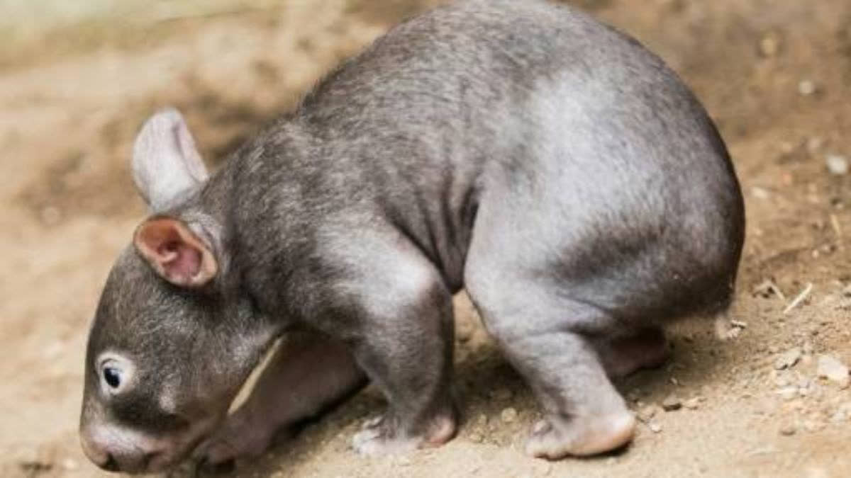 Semo Premium Edition Baby Wombat – Plüschtier Ca. 18 Cm, Waschbar, Für Kinder & Sammler