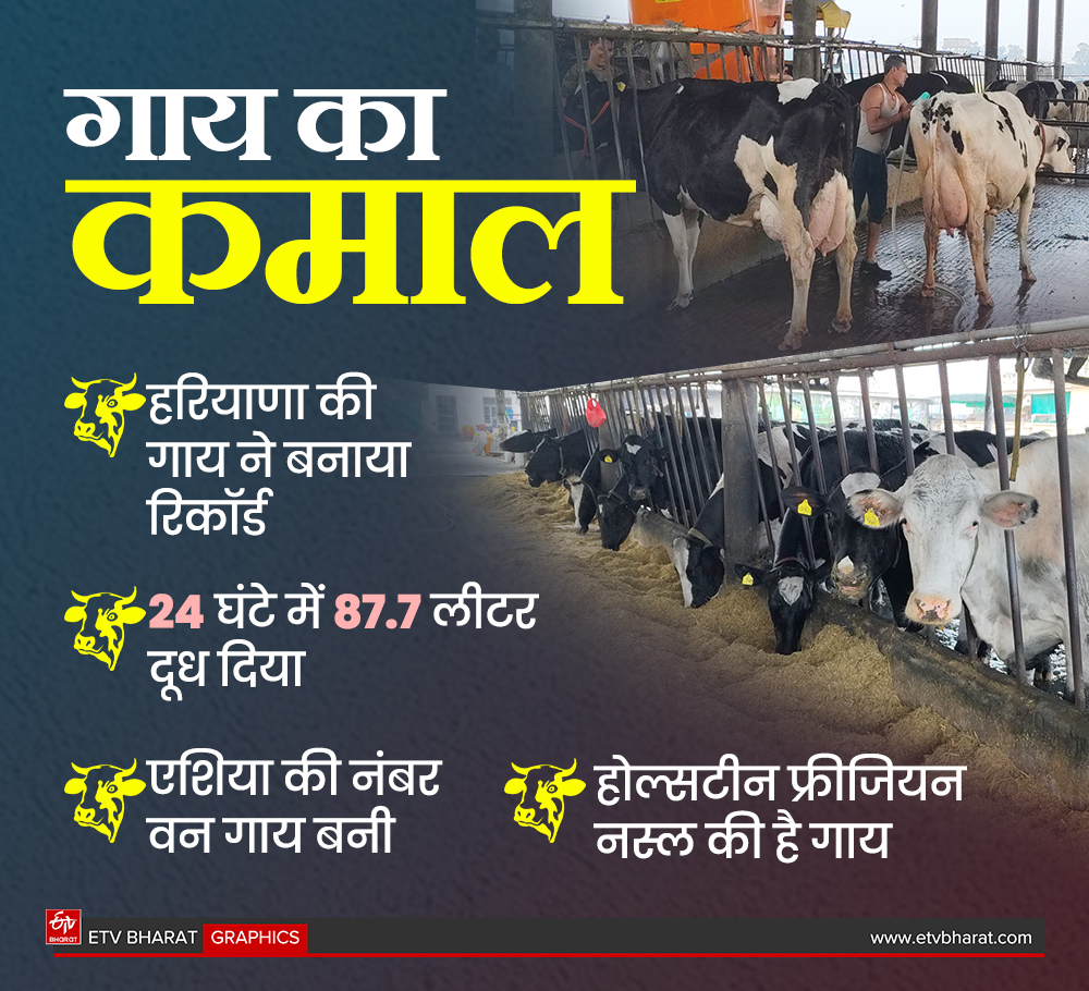 Haryana Karnal cow became Asia number one cow by giving 87 liters of milk in 24 hours