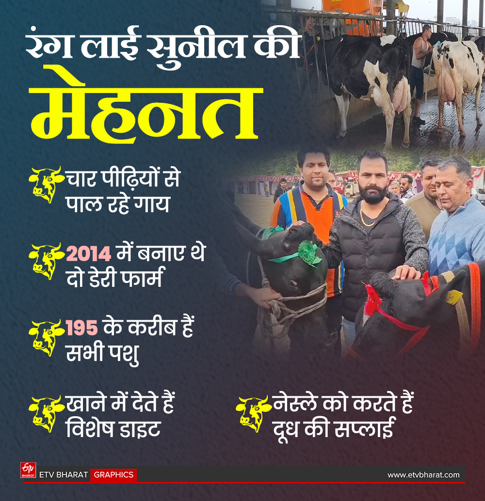 Haryana Karnal cow became Asia number one cow by giving 87 liters of milk in 24 hours